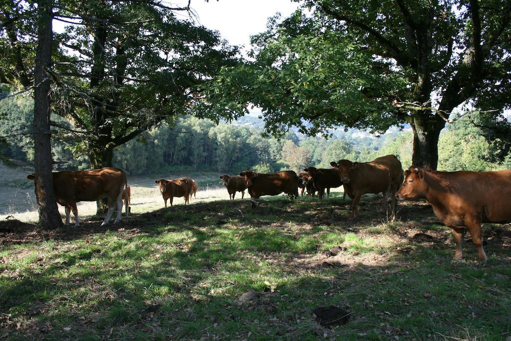 Domaine De Romefort Saint-Léonard-de-Noblat Zimmer foto